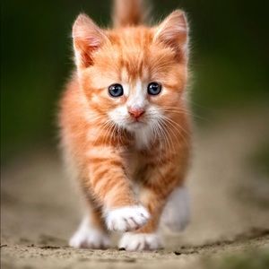 Meet your Posher, Abraham